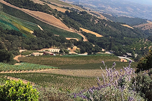 The Foothills of Paso Robles