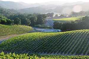 Vineyards of Paso Robles